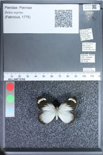 Media type: image;   Entomology 74557